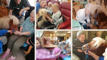 Shetland ponies delight on National Love Your Pet Day at Glasgow care home